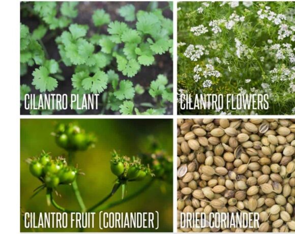 Cilantro Lifecycle