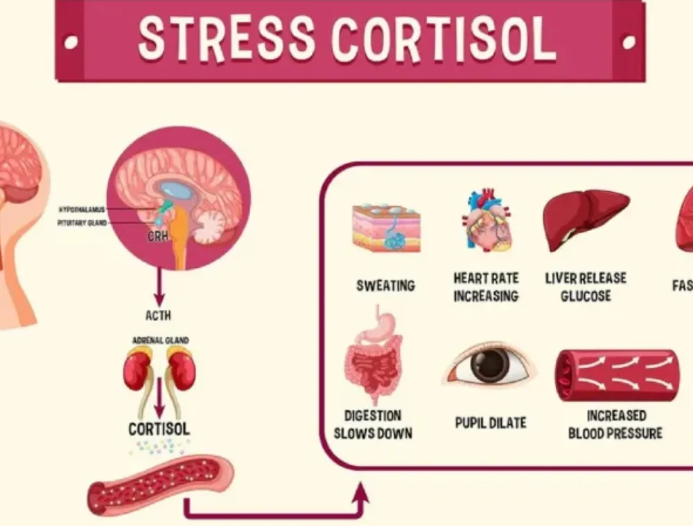 midlife cortisol