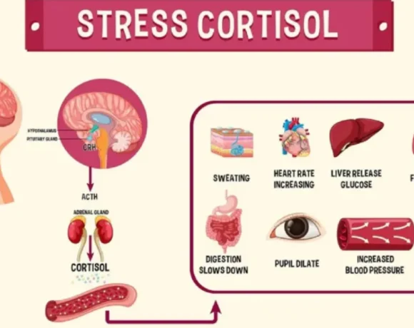 midlife cortisol