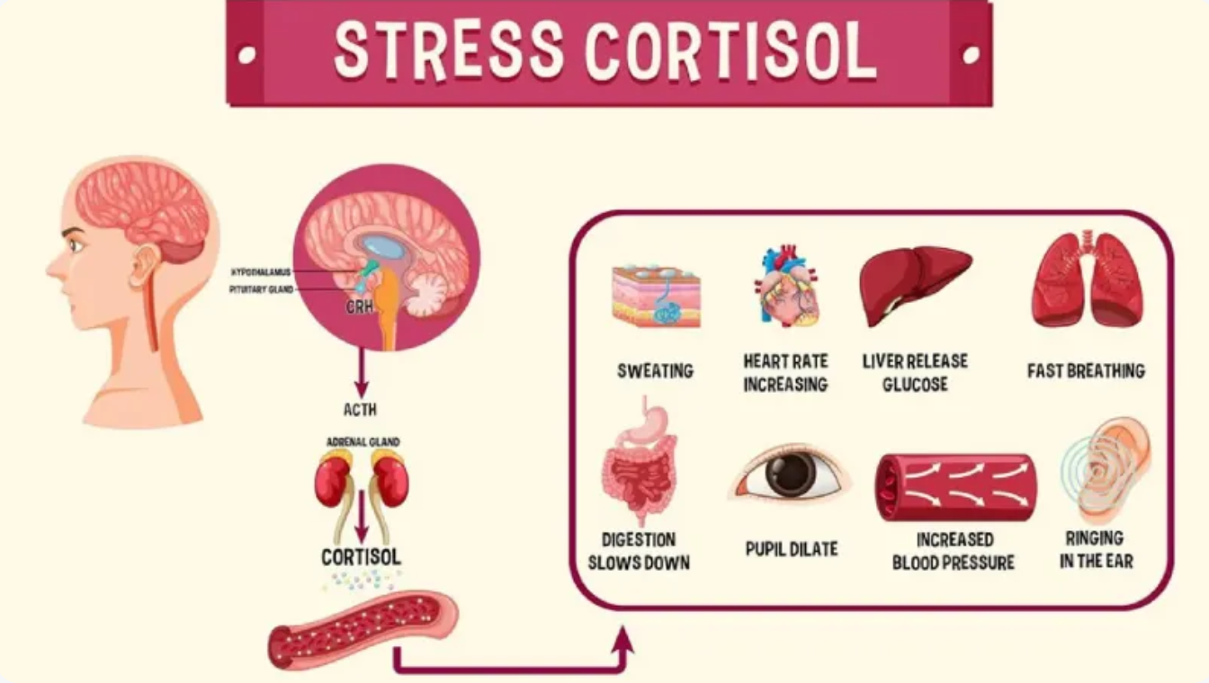 Understanding Cortisol in Midlife